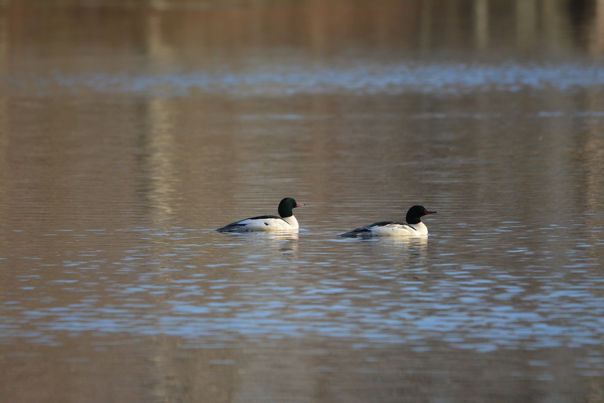 Common Merganser - ML643579076
