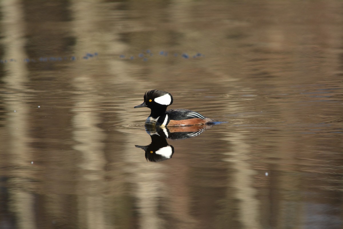 Hooded Merganser - ML643579079