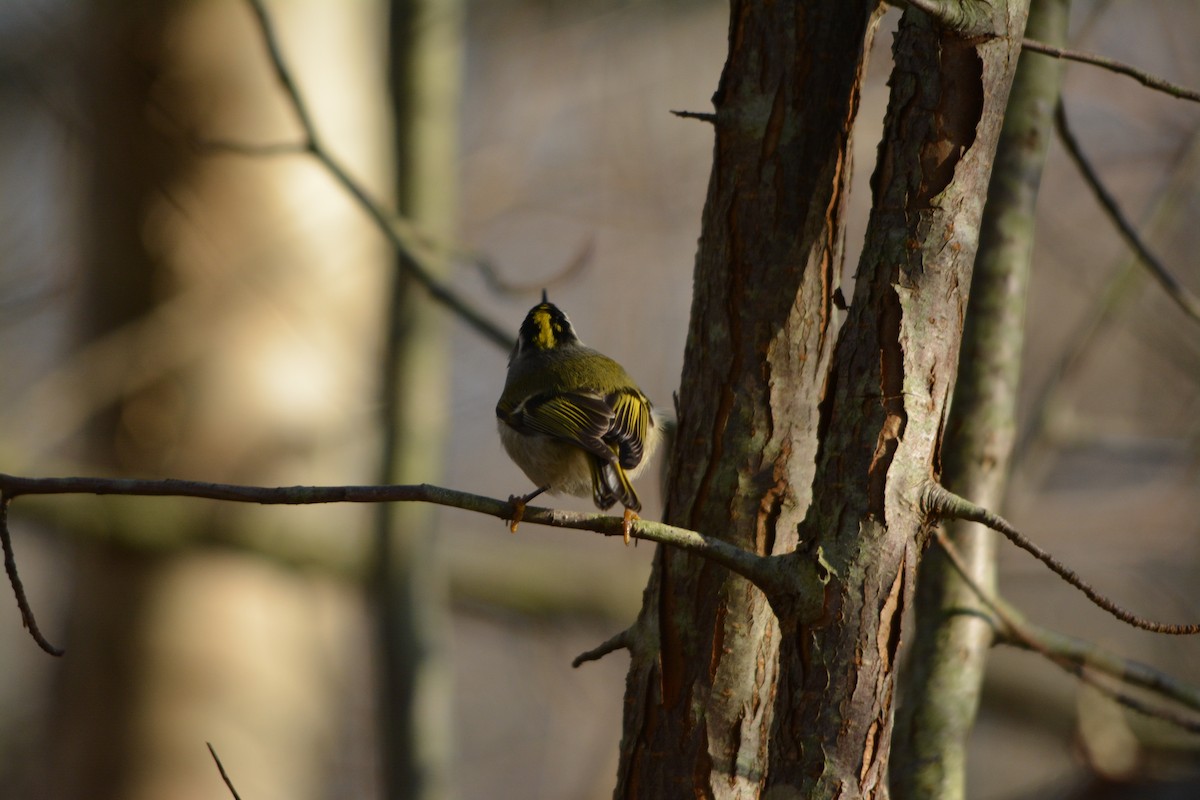 Golden-crowned Kinglet - ML643579084