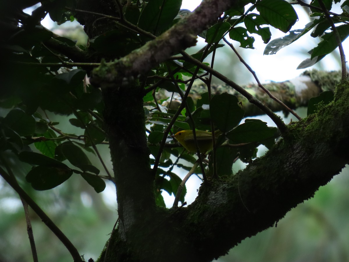 Wilson's Warbler - ML643579086
