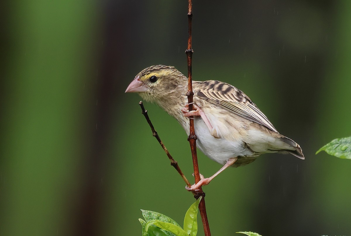 Southern Red Bishop - ML643579094