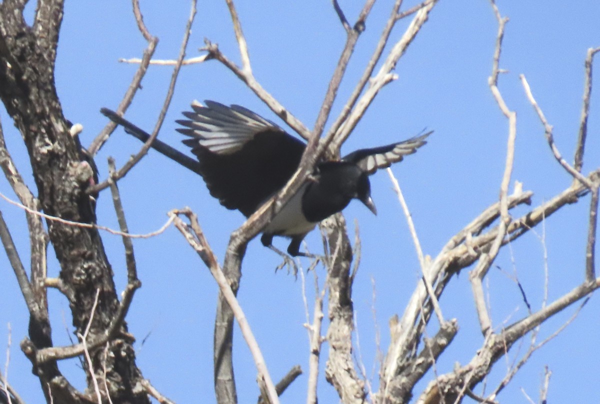 Black-billed Magpie - ML643579098