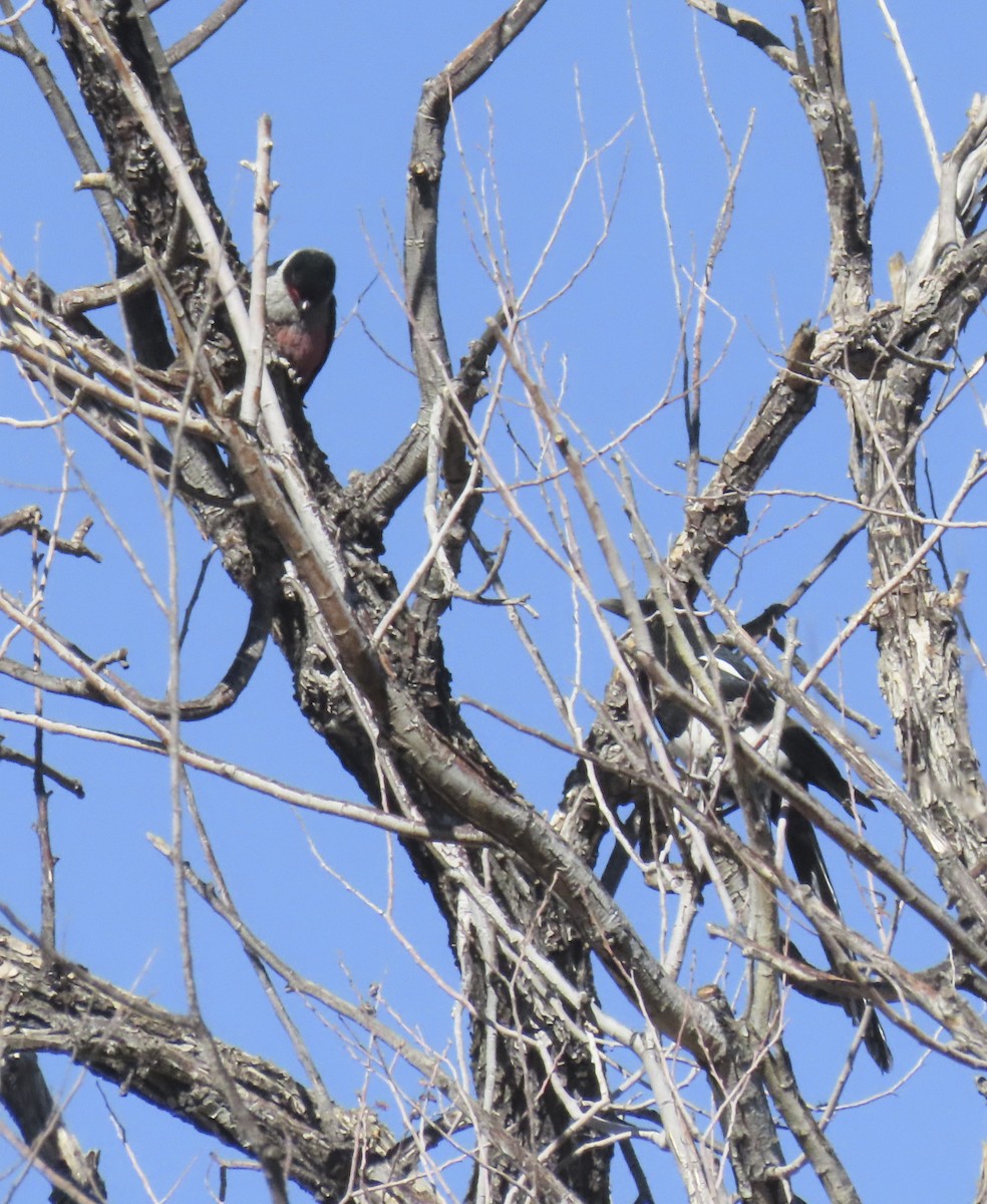 Black-billed Magpie - ML643579099