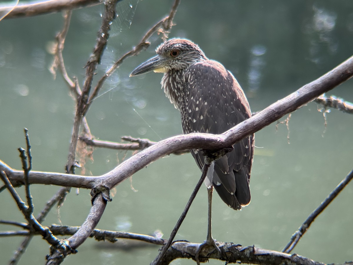 Yellow-crowned Night Heron - ML643579102