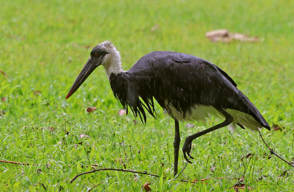 dunhalsstork - ML643579103