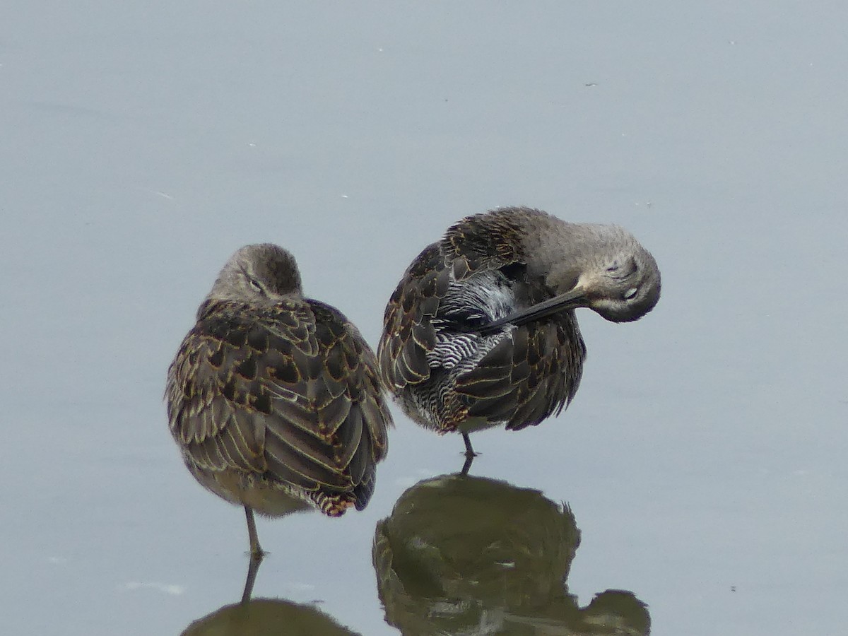 オオハシシギ - ML643579106