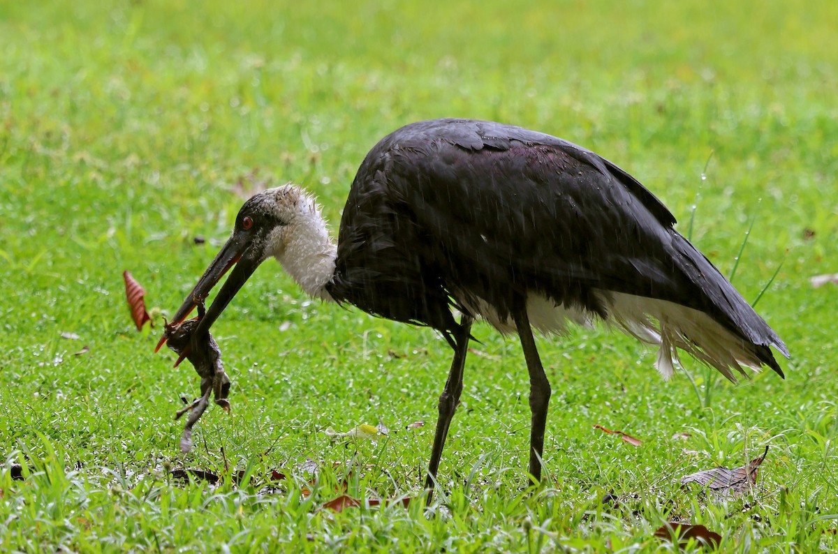 dunhalsstork - ML643579108
