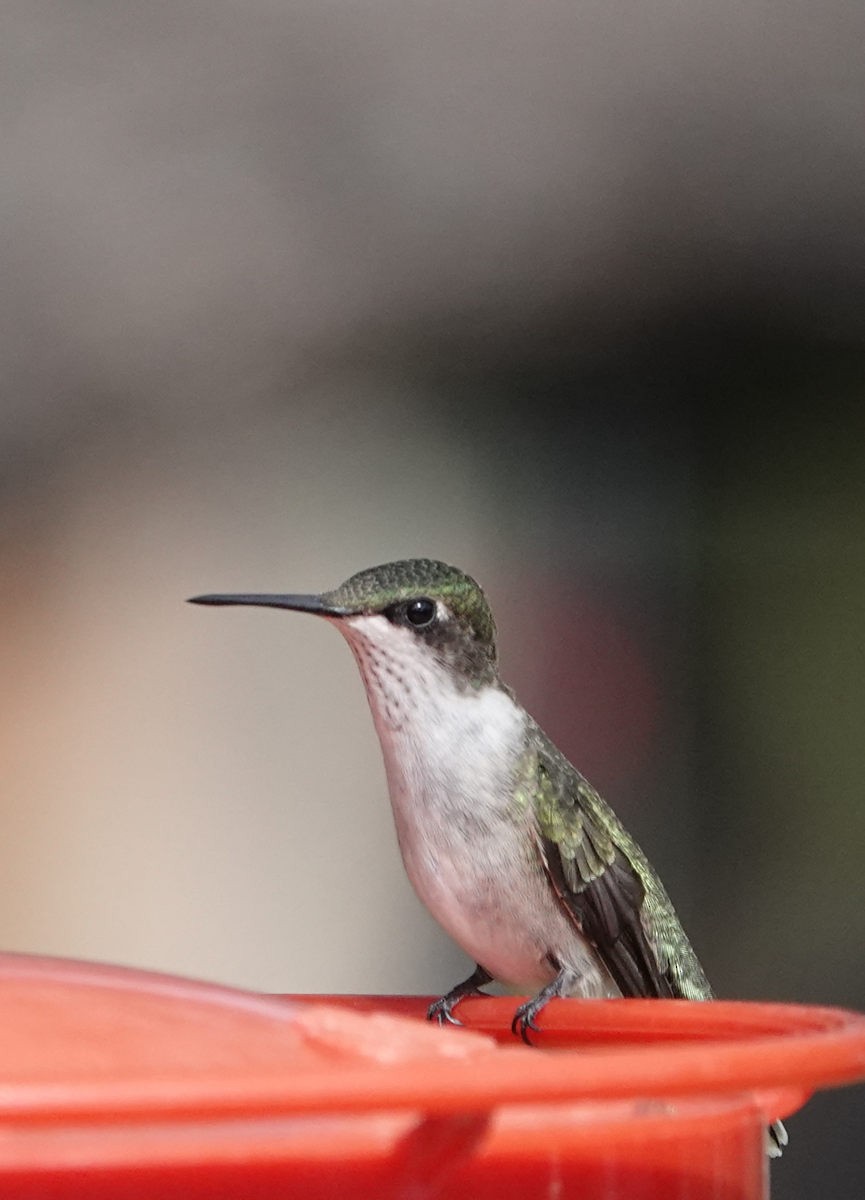 Ruby-throated Hummingbird - ML643579109