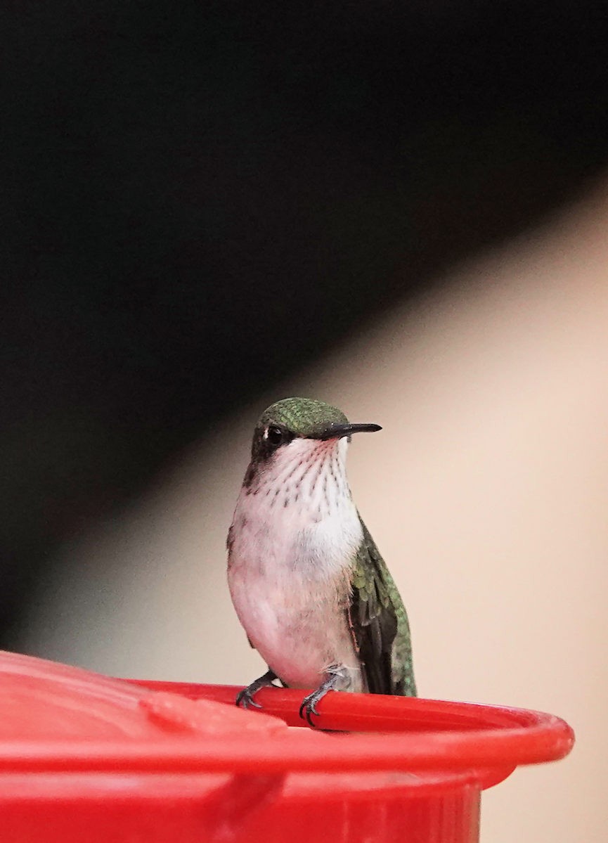 Ruby-throated Hummingbird - ML643579110