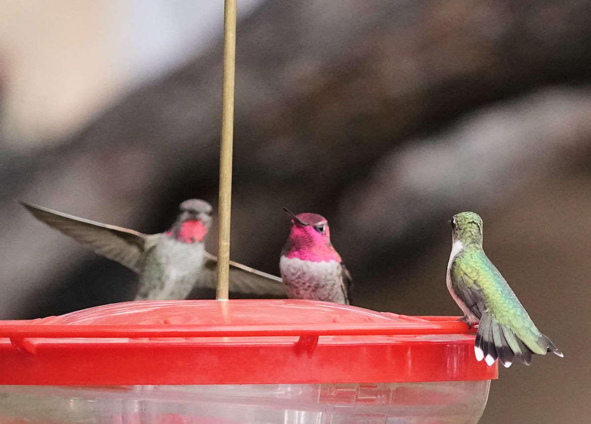 Ruby-throated Hummingbird - ML643579113