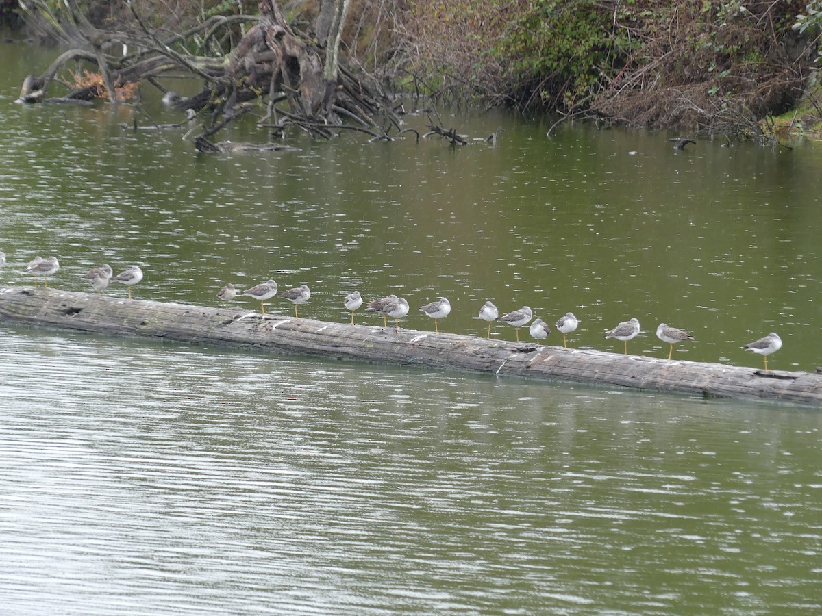 オオキアシシギ - ML643579141