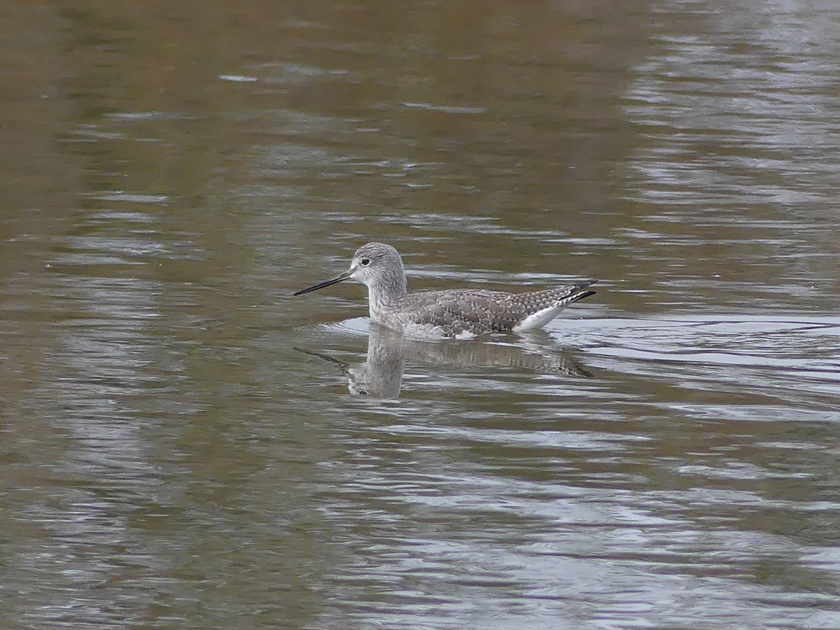 オオキアシシギ - ML643579142