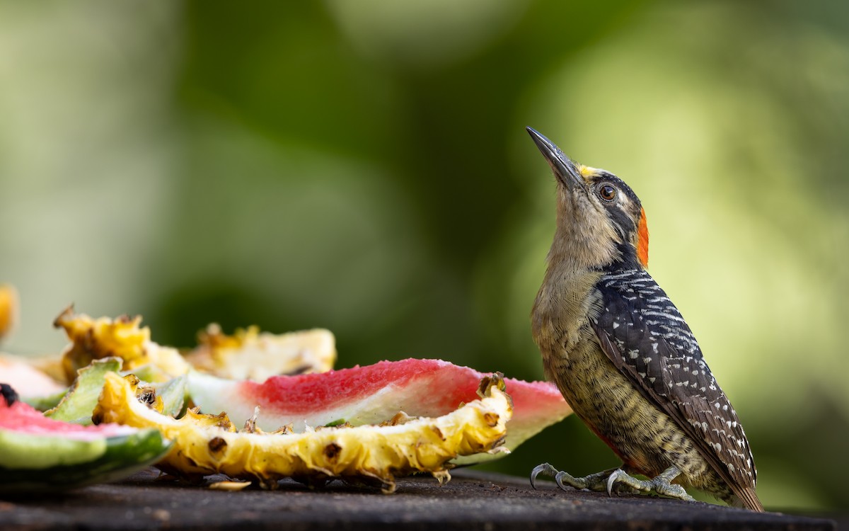 Black-cheeked Woodpecker - ML643579146