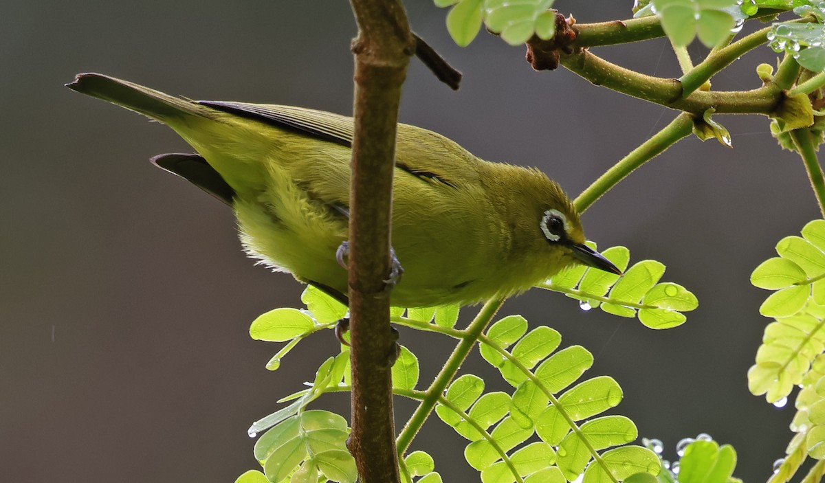 Cape White-eye - ML643579148