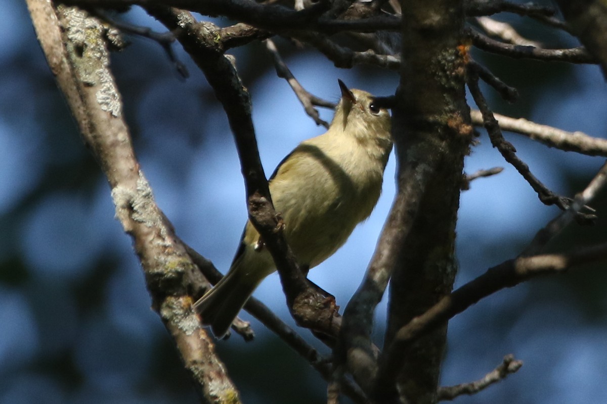 Ruby-crowned Kinglet - ML643579149