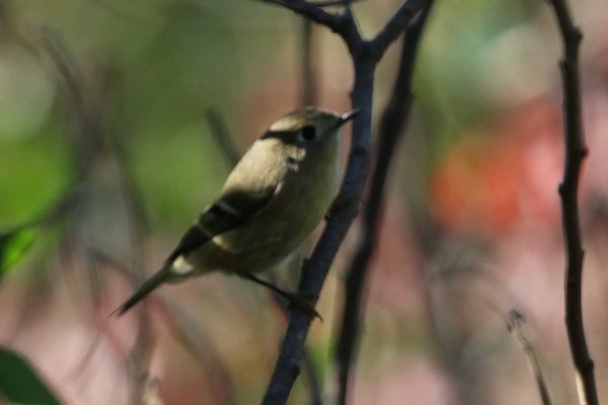 Ruby-crowned Kinglet - ML643579150