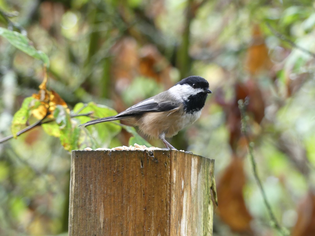 アメリカコガラ - ML643579174