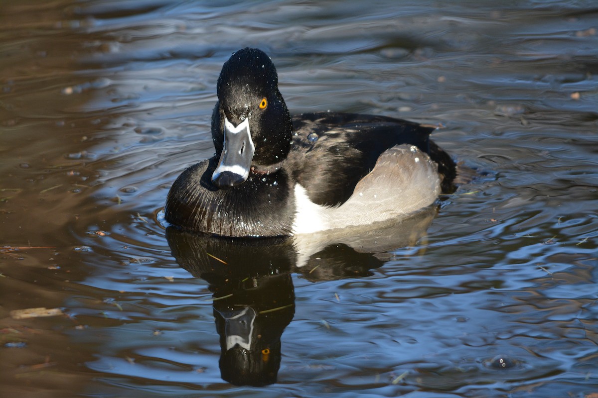 Ring-necked Duck - ML643579175