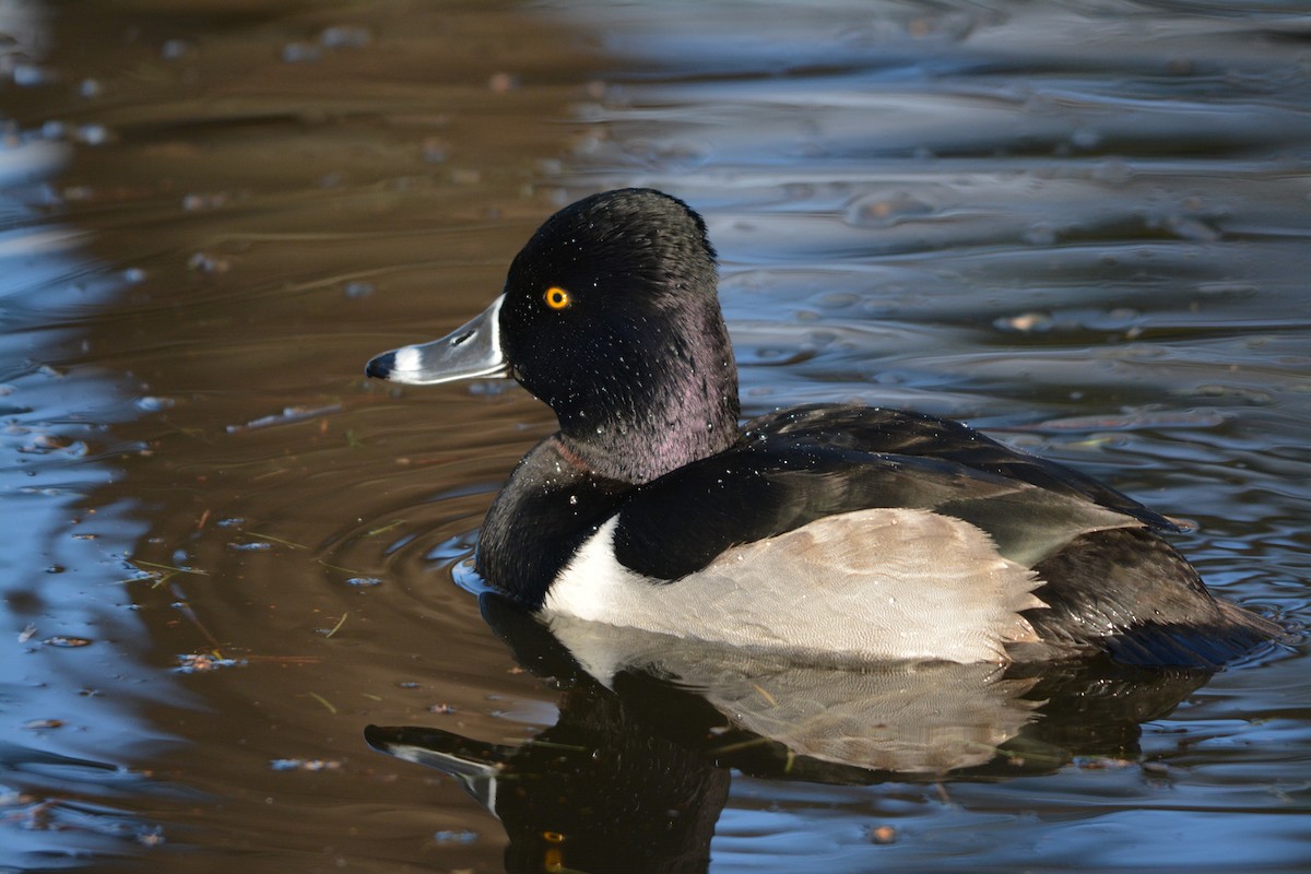 Ring-necked Duck - ML643579176