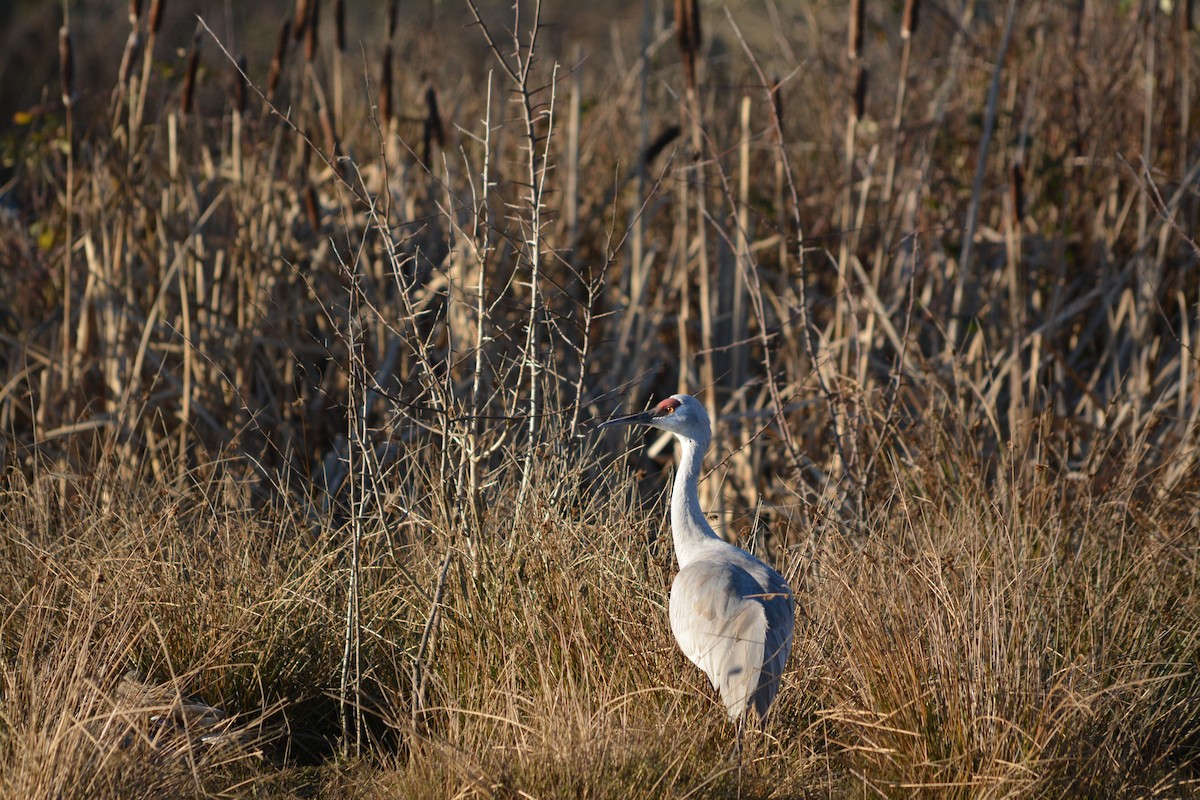 Sandhill Crane - ML643579180