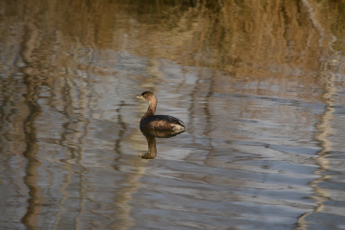 Pied-billed Grebe - ML643579183