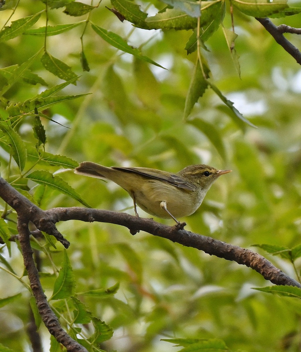 Brooks's Leaf Warbler - ML643579184