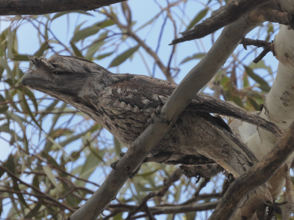 Tawny Frogmouth - ML643579187
