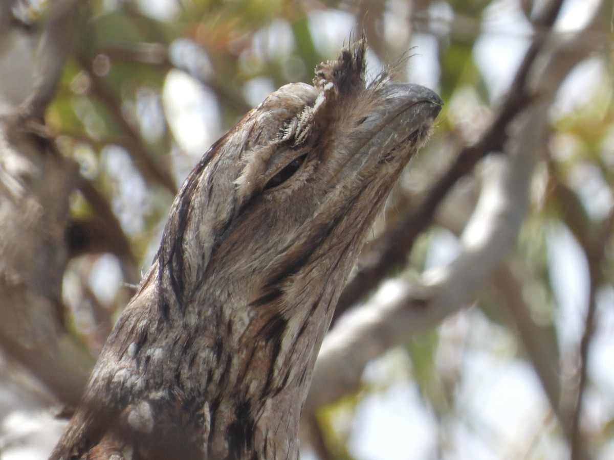 Tawny Frogmouth - ML643579188