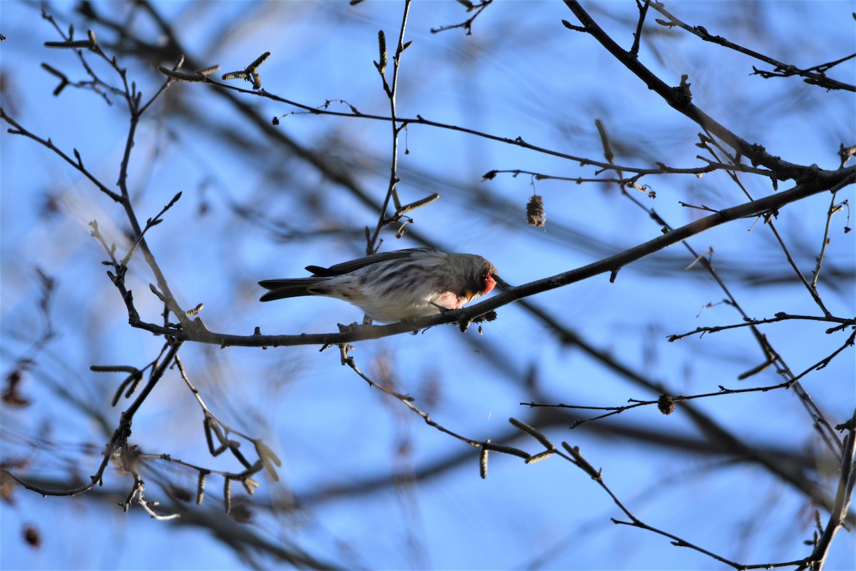 Redpoll - ML643579189