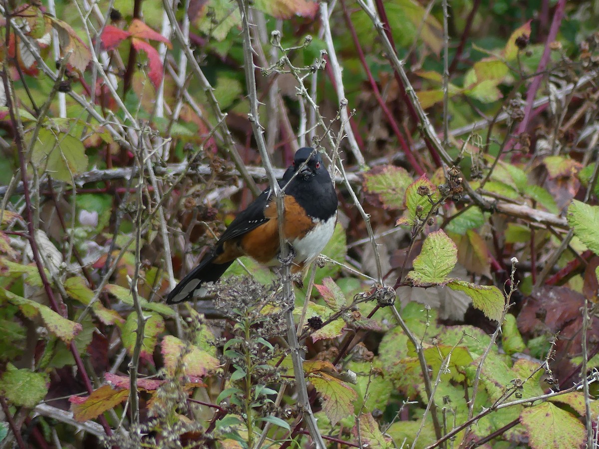 ホシワキアカトウヒチョウ - ML643579191
