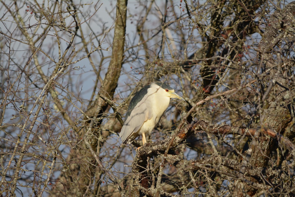 Black-crowned Night Heron - ML643579193