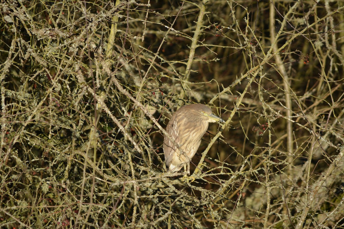 Black-crowned Night Heron - ML643579194