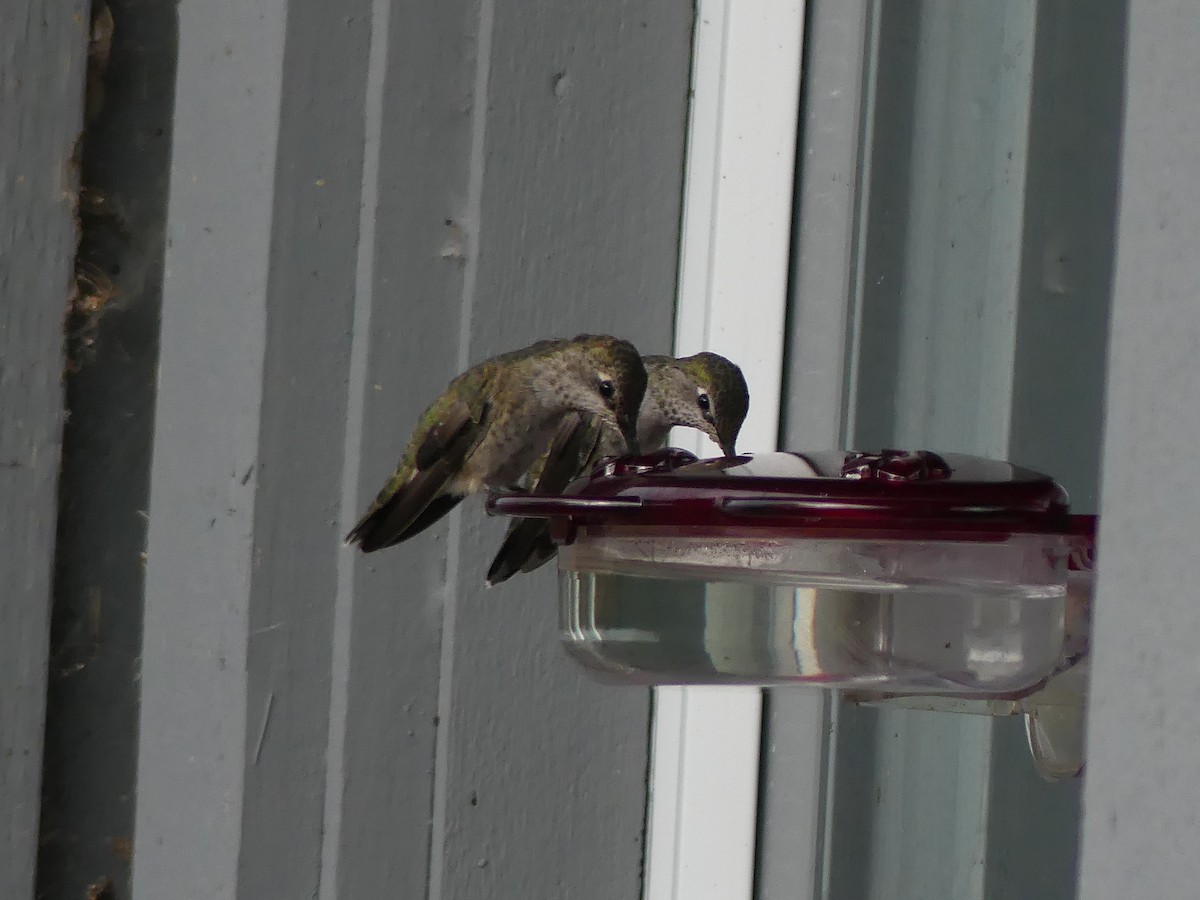 アンナハチドリ - ML643579202