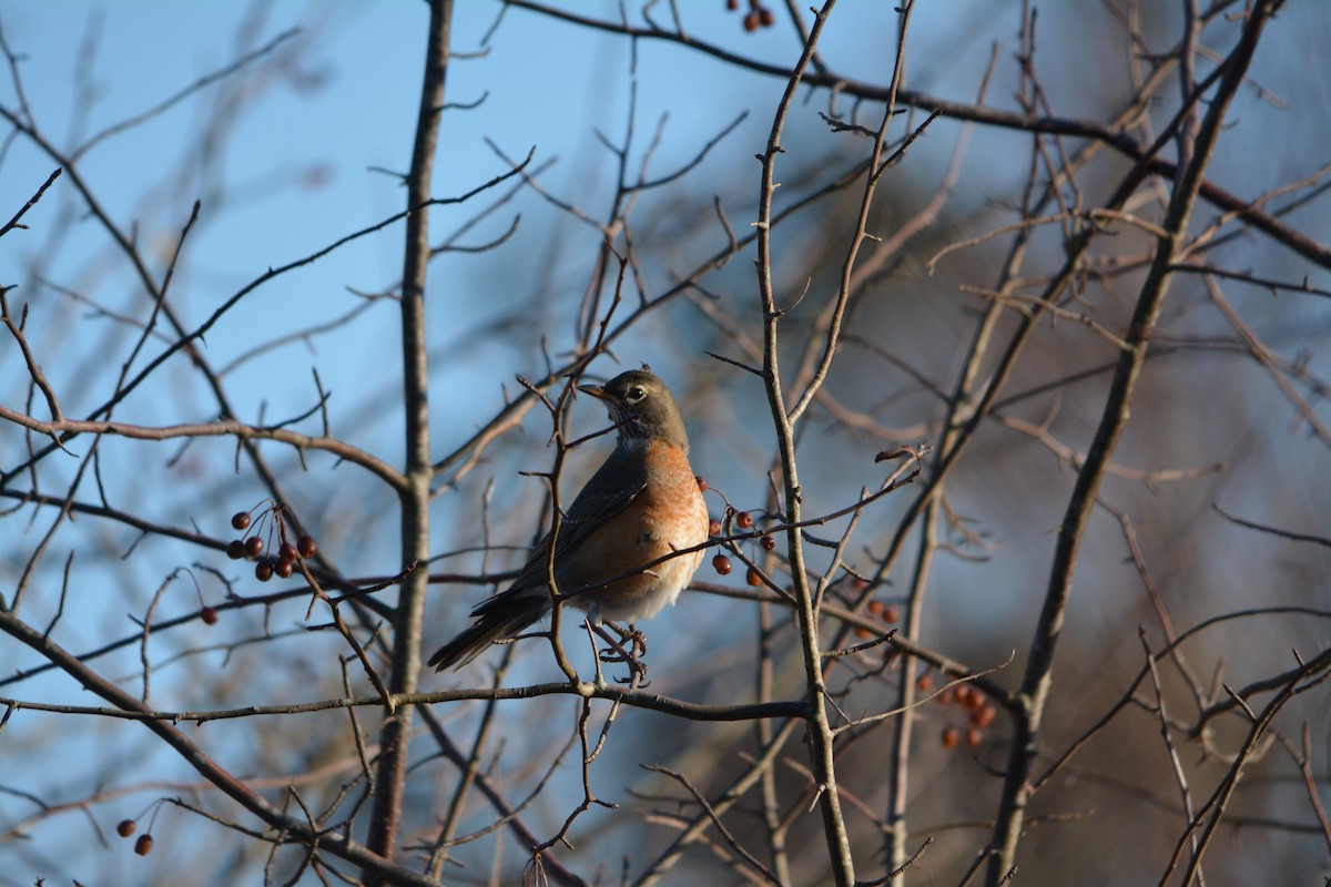 American Robin - ML643579203