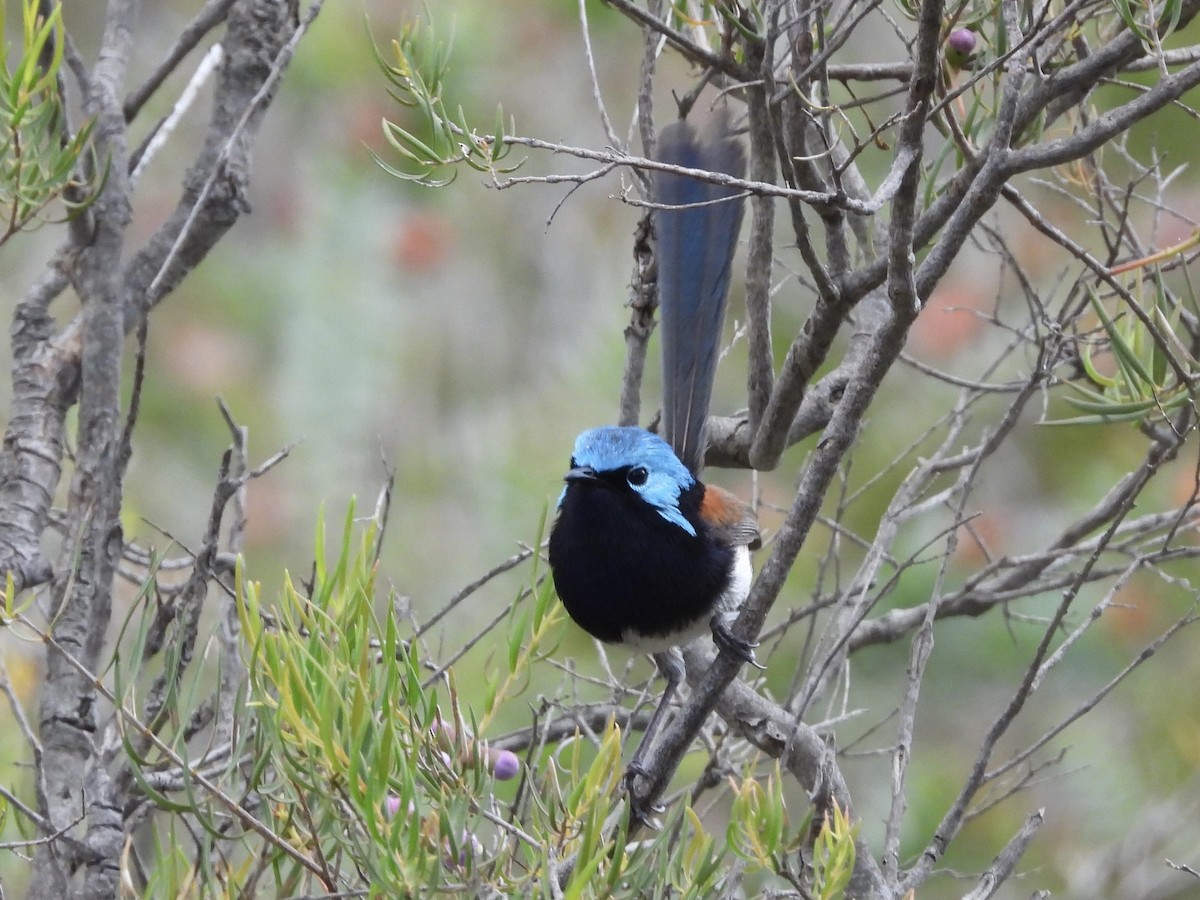 Red-winged Fairywren - ML643579228