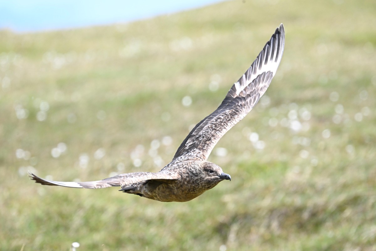 Great Skua - ML643579246