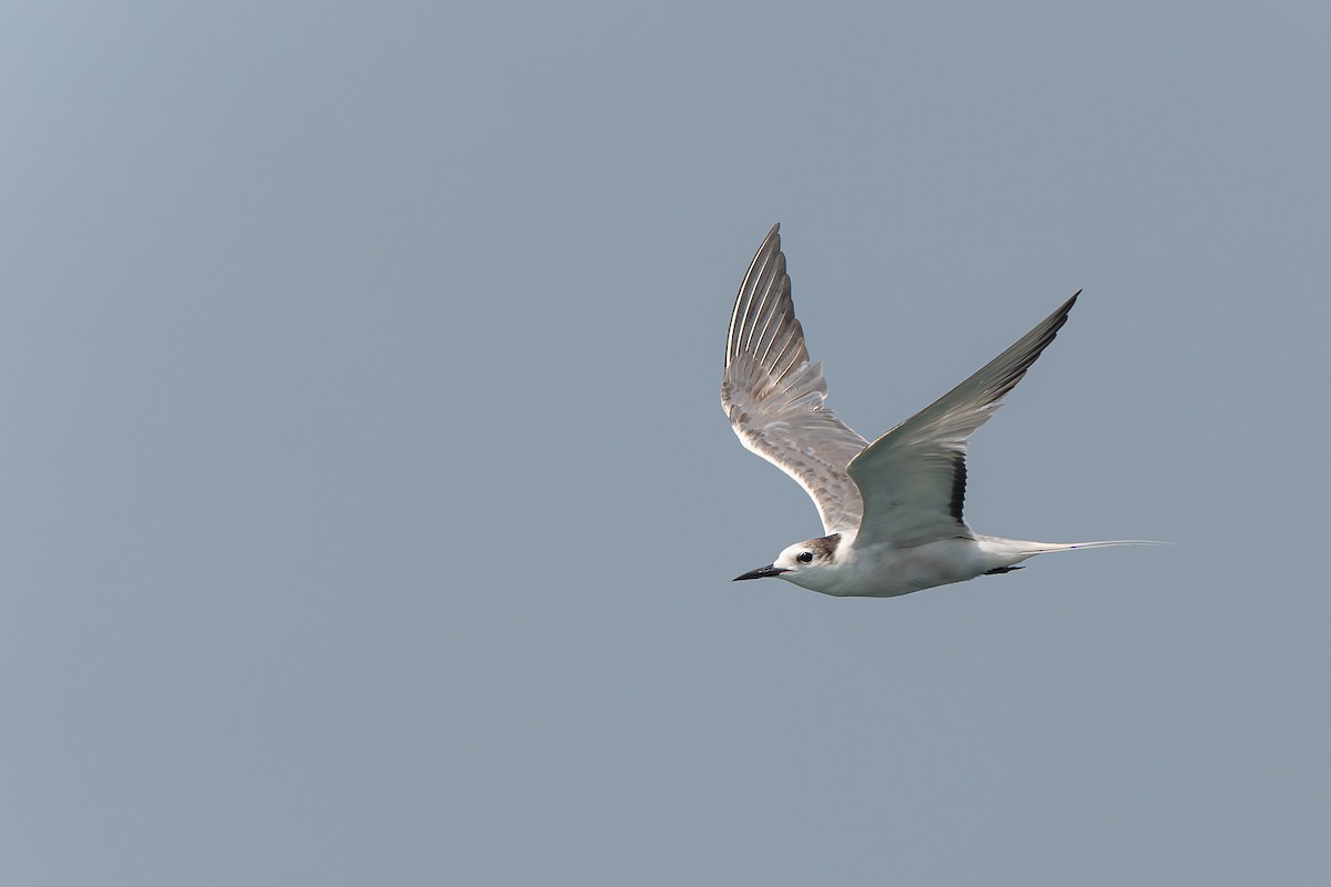 Aleutian Tern - ML643579247
