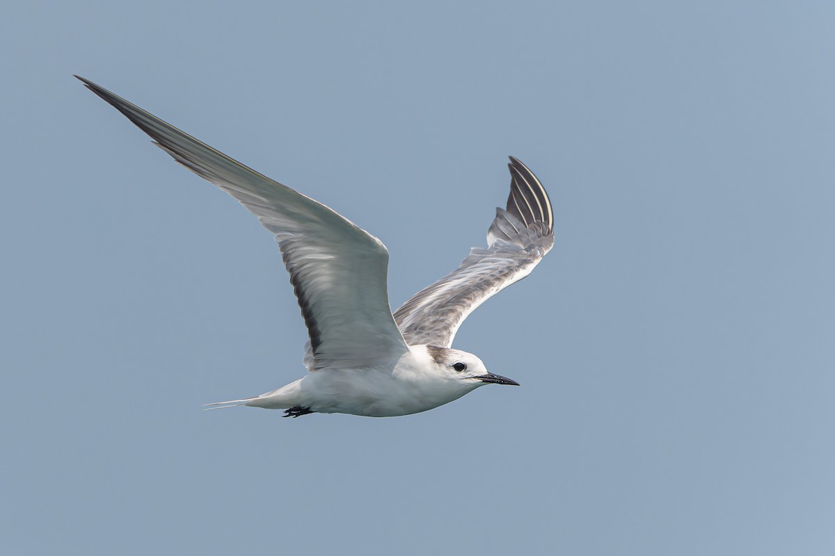 Aleutian Tern - ML643579248