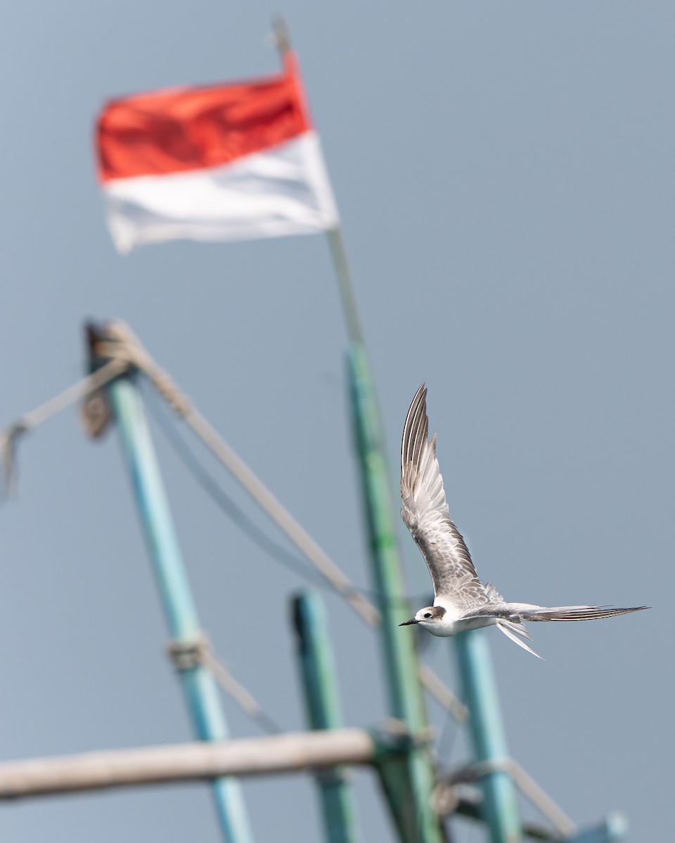 Aleutian Tern - ML643579249