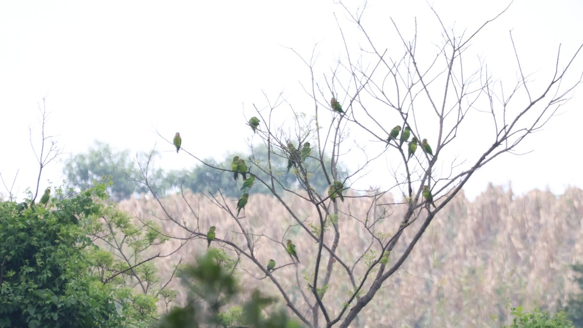 Aratinga Frentinaranja - ML643579254