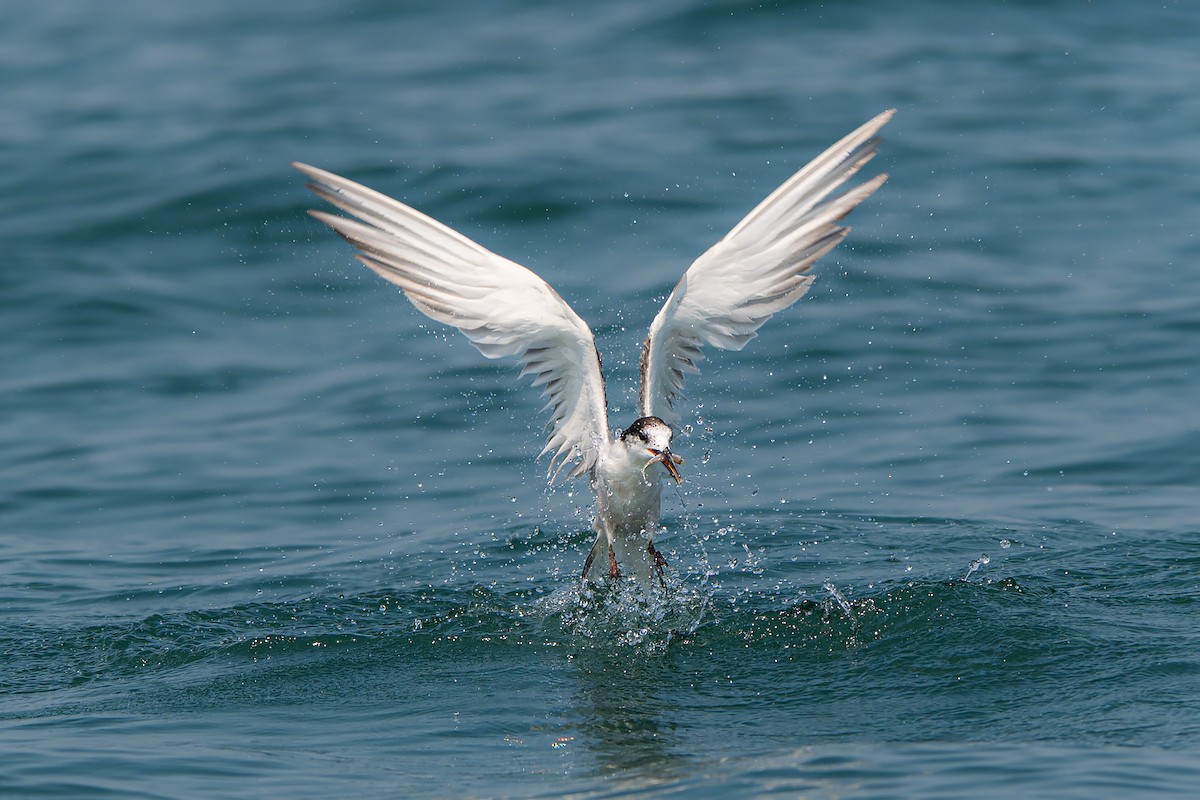 Txenada arrunta (longipennis) - ML643579255