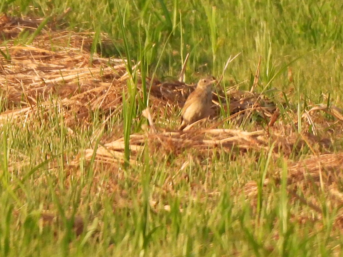 Australian Pipit - ML643579263