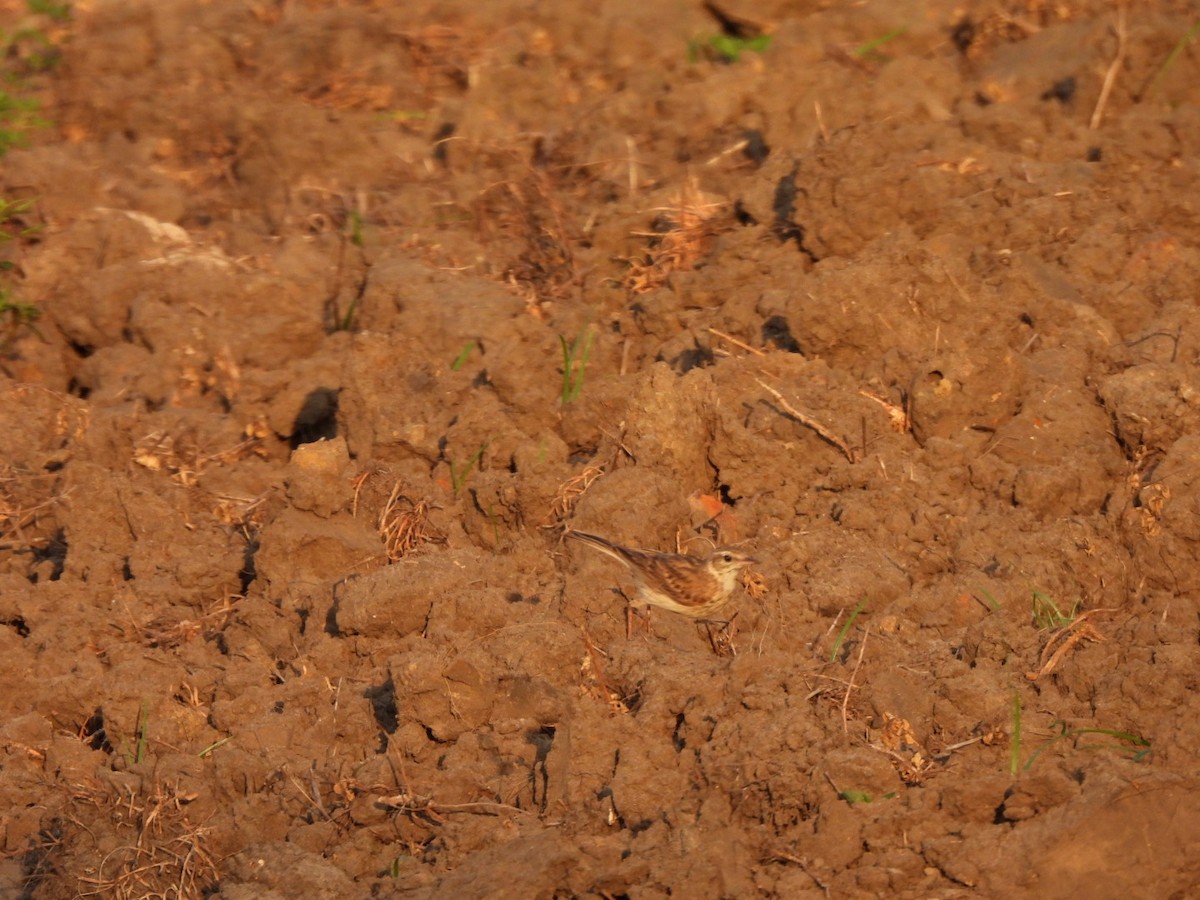 Australian Pipit - ML643579264