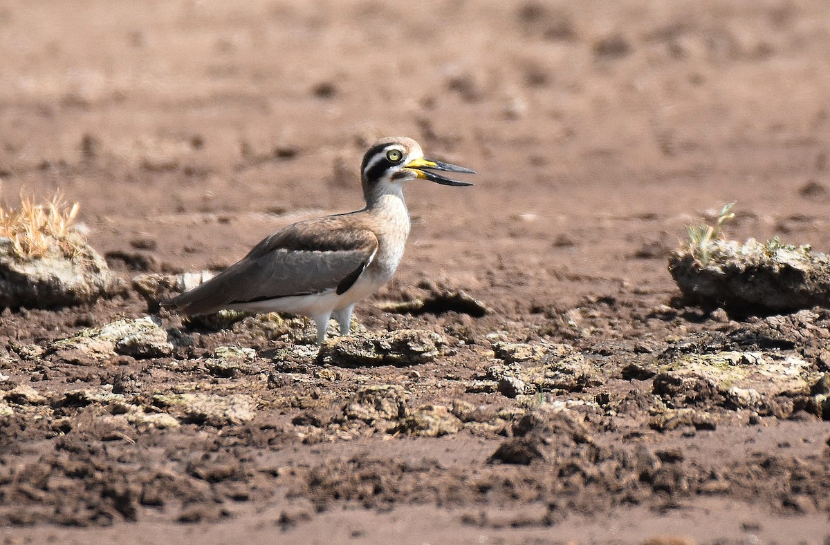 Great Thick-knee - ML643579268