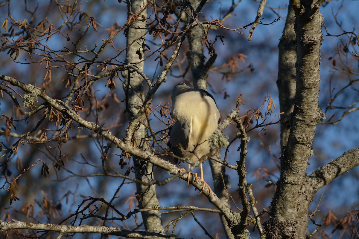 Black-crowned Night Heron - ML643579273