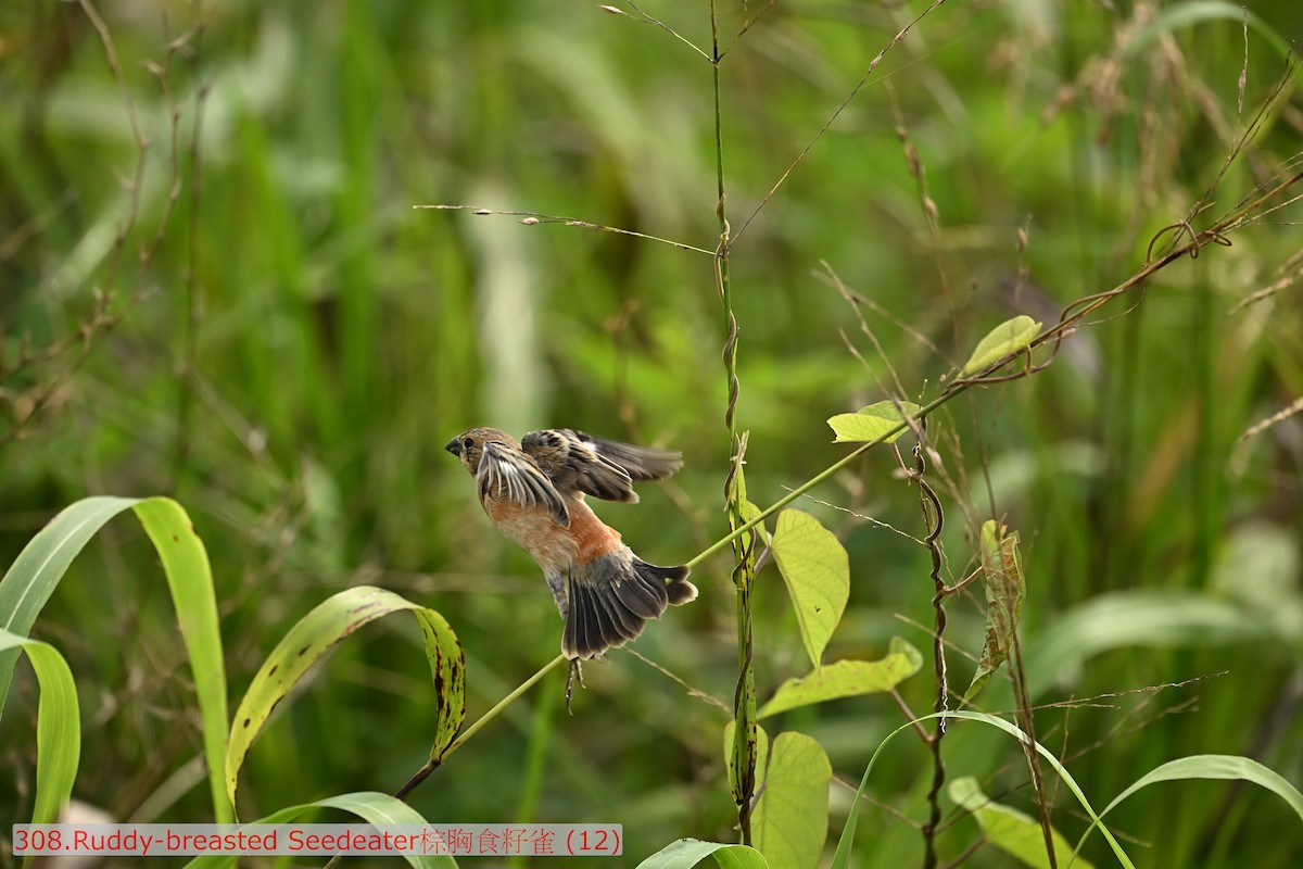 Ruddy-breasted Seedeater - ML643579275