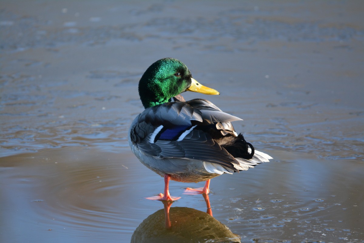 Mallard - ML643579276