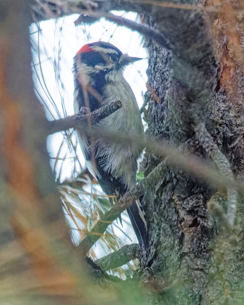 Downy Woodpecker - ML643579277