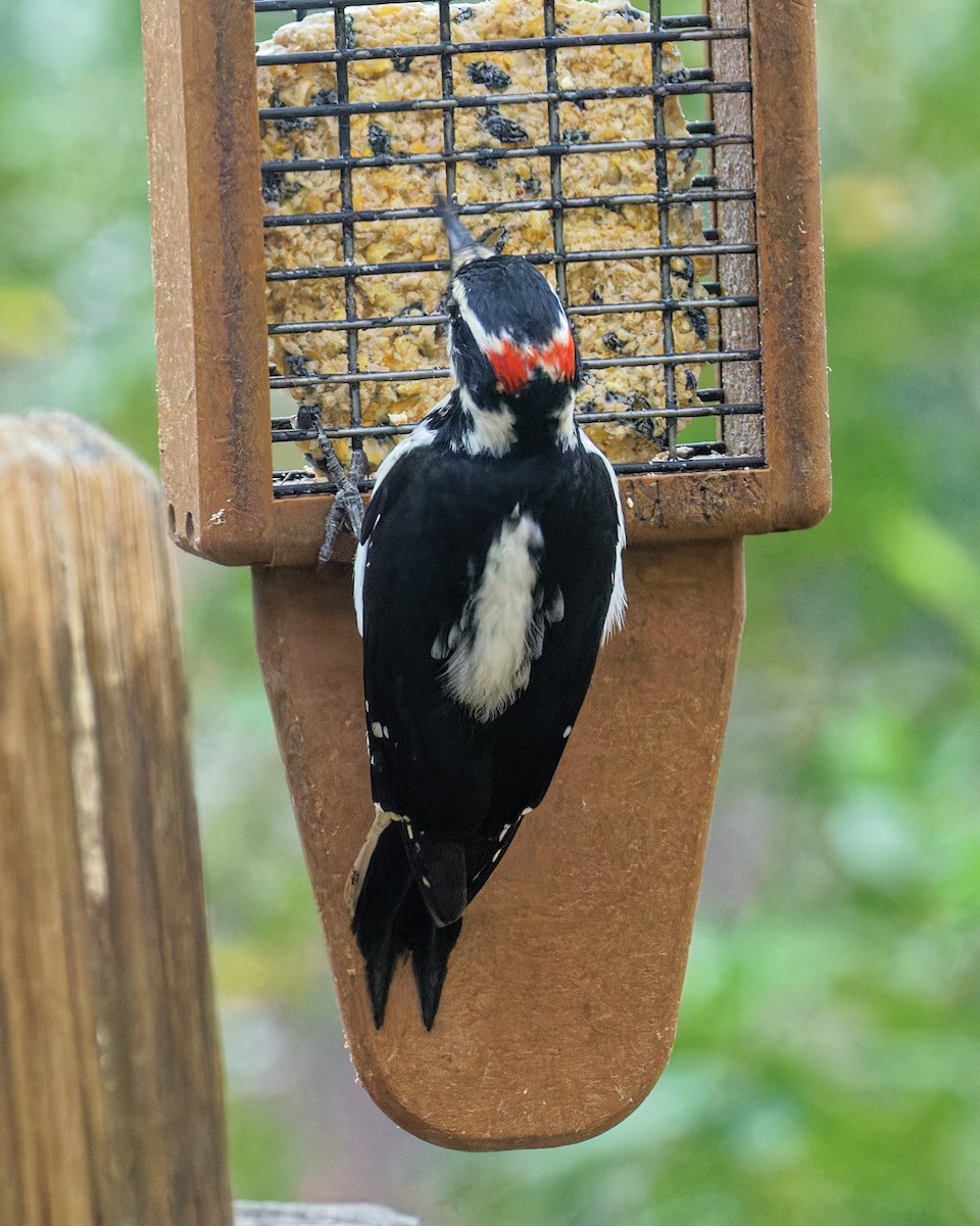 Hairy Woodpecker - ML643579281