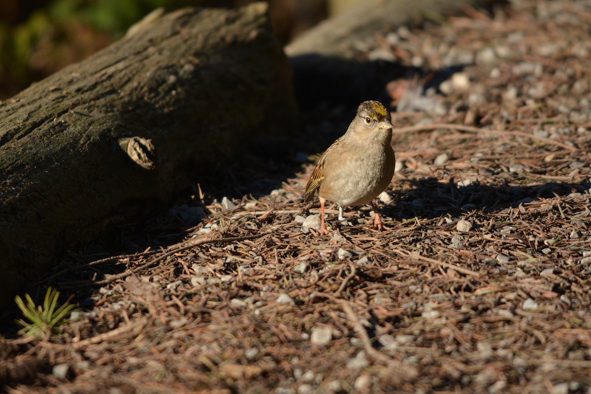 Golden-crowned Sparrow - ML643579282